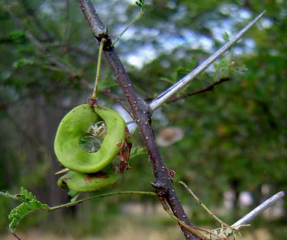 Acacia tortilis subsp. heteracantha