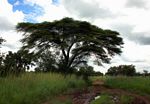 Acacia tortilis subsp. heteracantha