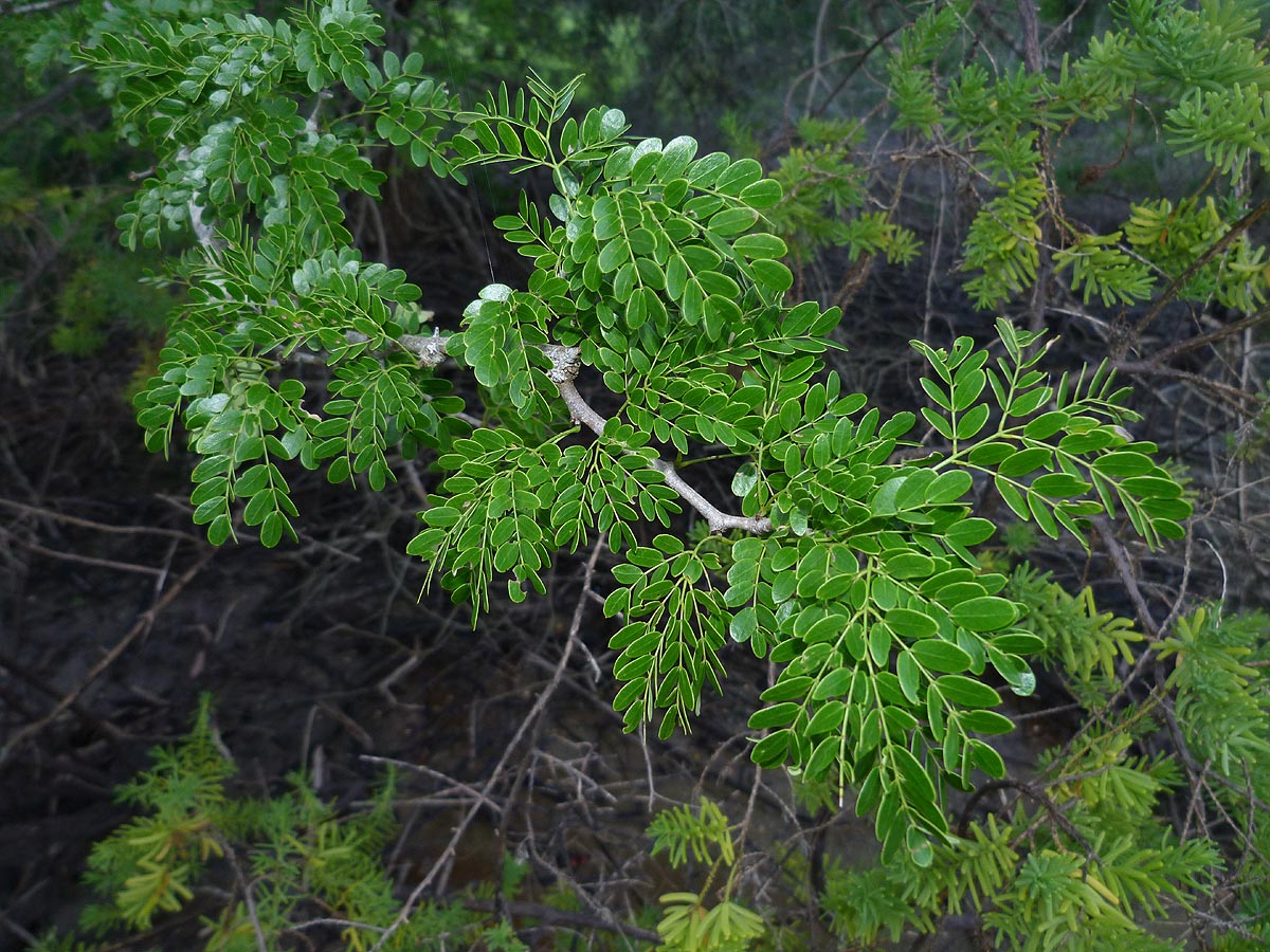 Acacia welwitschii subsp. delagoensis