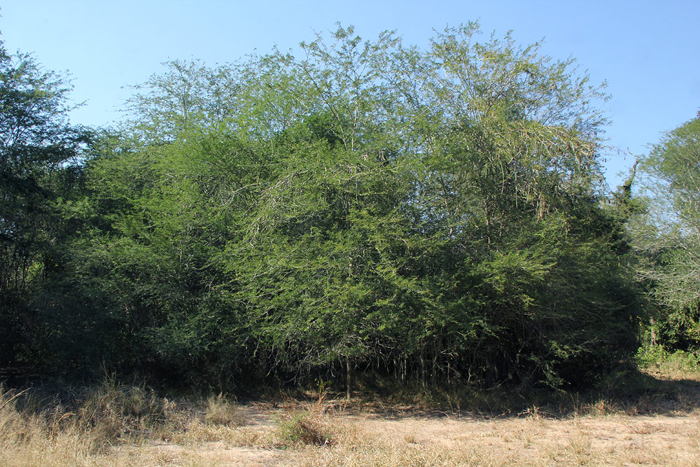 Acacia welwitschii subsp. delagoensis