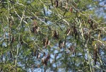 Acacia welwitschii subsp. delagoensis