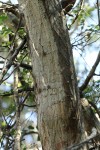 Acacia welwitschii subsp. delagoensis