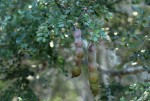 Acacia welwitschii subsp. delagoensis