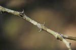 Acacia welwitschii subsp. delagoensis