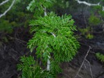 Acacia welwitschii subsp. delagoensis