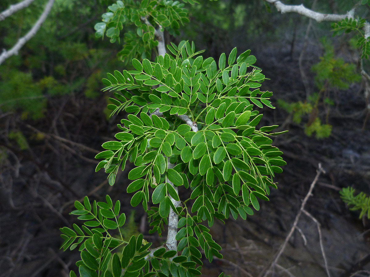 Acacia welwitschii subsp. delagoensis