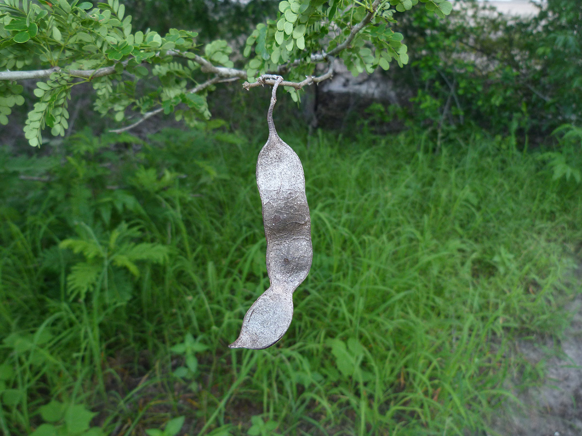 Acacia welwitschii subsp. delagoensis