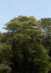 Acacia welwitschii subsp. delagoensis