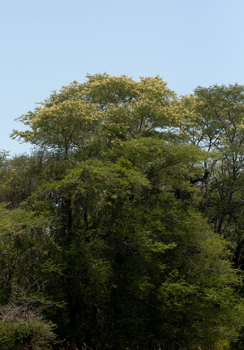 Acacia welwitschii subsp. delagoensis