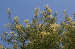 Acacia welwitschii subsp. delagoensis