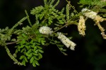 Acacia welwitschii subsp. delagoensis