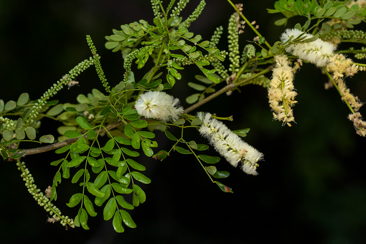 Acacia welwitschii subsp. delagoensis