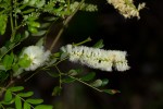 Acacia welwitschii subsp. delagoensis