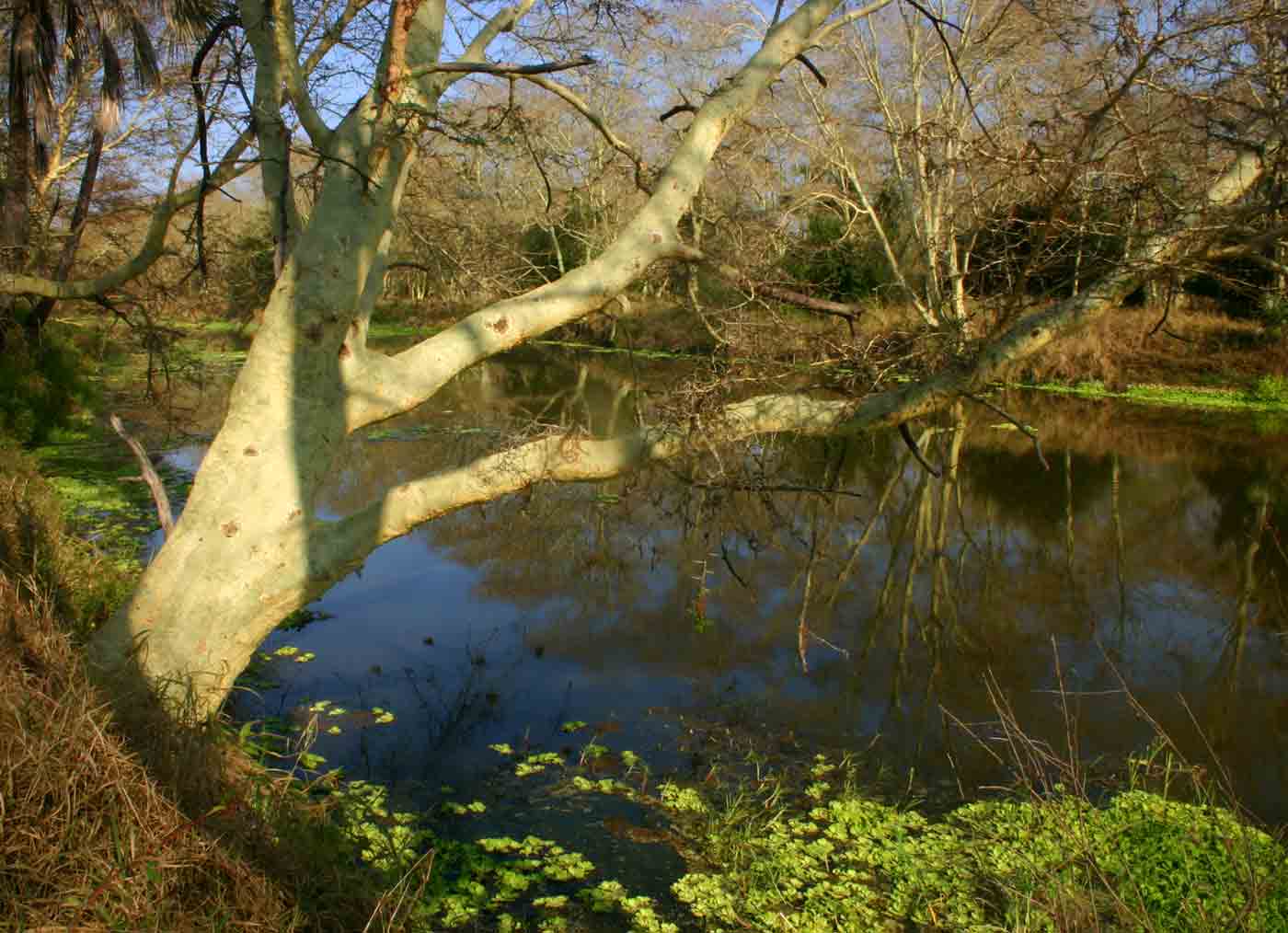 Acacia xanthophloea