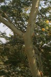 Acacia xanthophloea