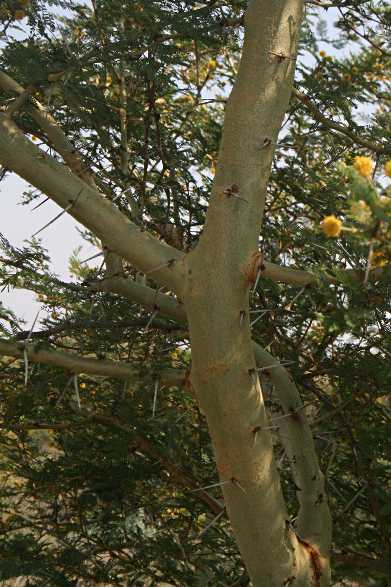 Acacia xanthophloea