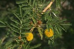 Acacia xanthophloea