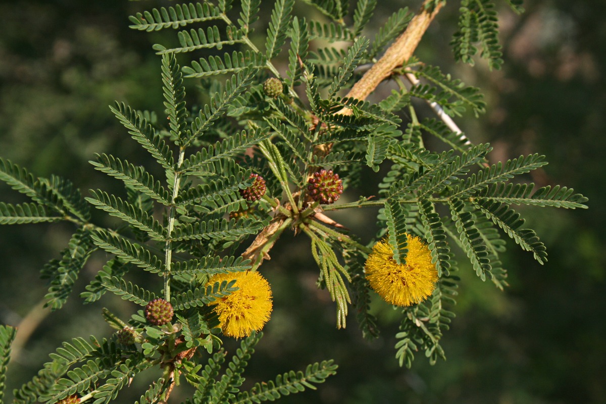 Acacia xanthophloea
