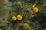 Acacia xanthophloea