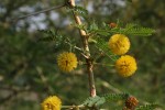 Acacia xanthophloea