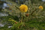 Acacia xanthophloea