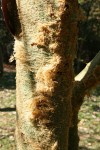 Acacia xanthophloea