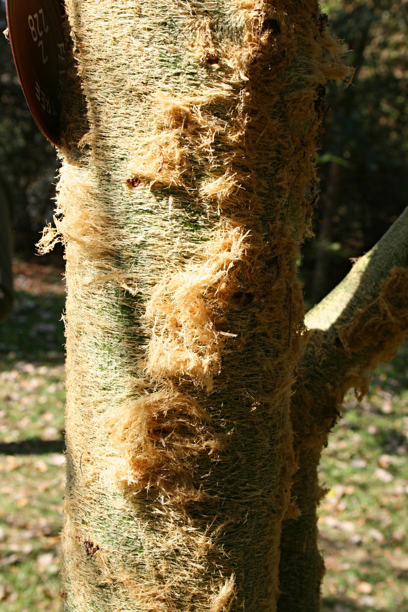 Acacia xanthophloea