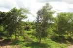 Acacia xanthophloea