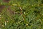 Acacia xanthophloea