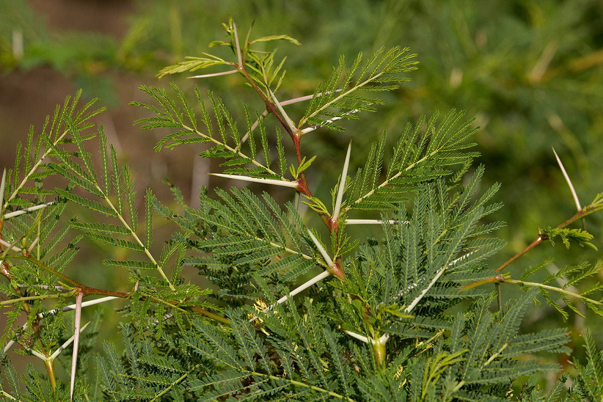 Acacia xanthophloea