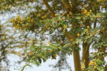 Acacia xanthophloea