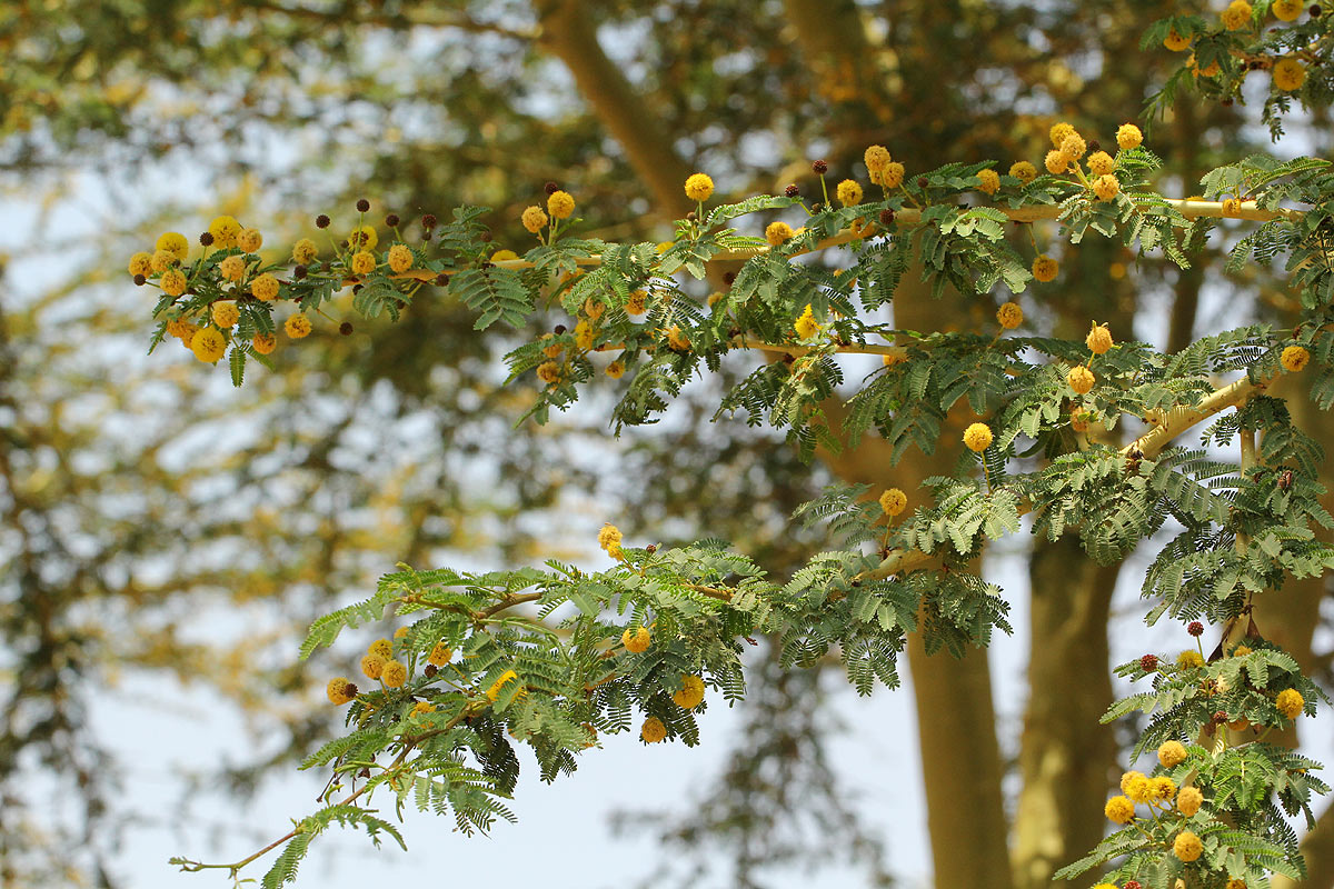 Acacia xanthophloea