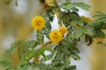 Acacia xanthophloea