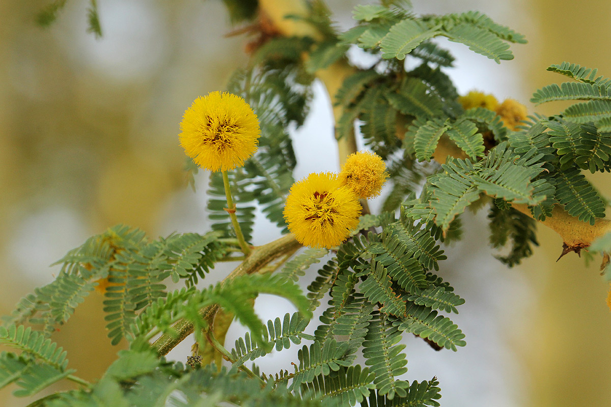 Acacia xanthophloea