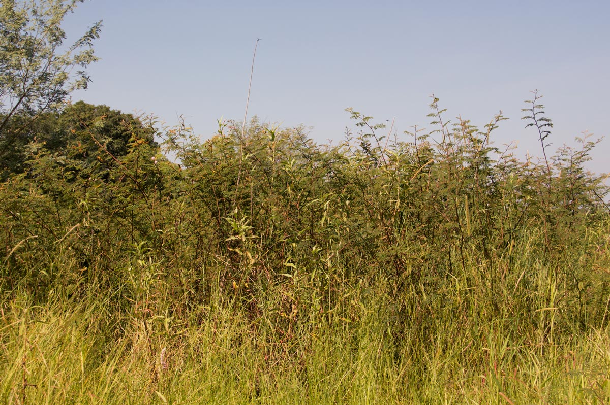 Mimosa pigra