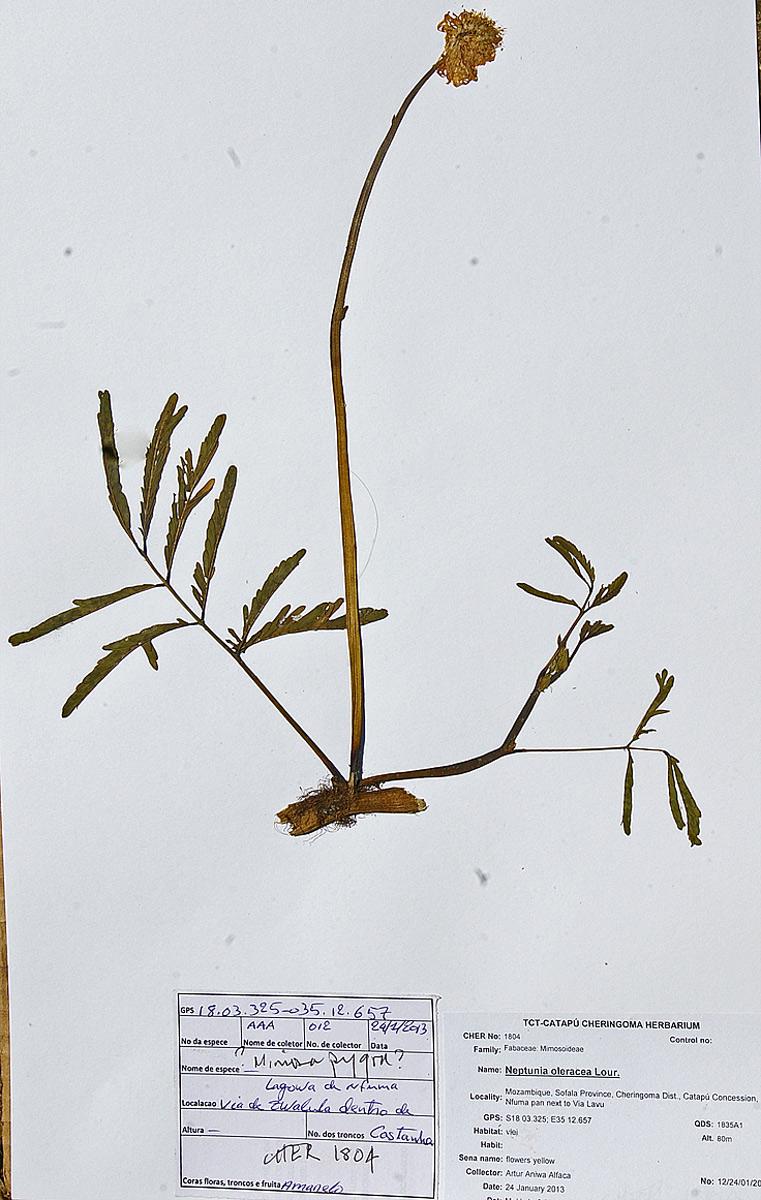 Neptunia oleracea