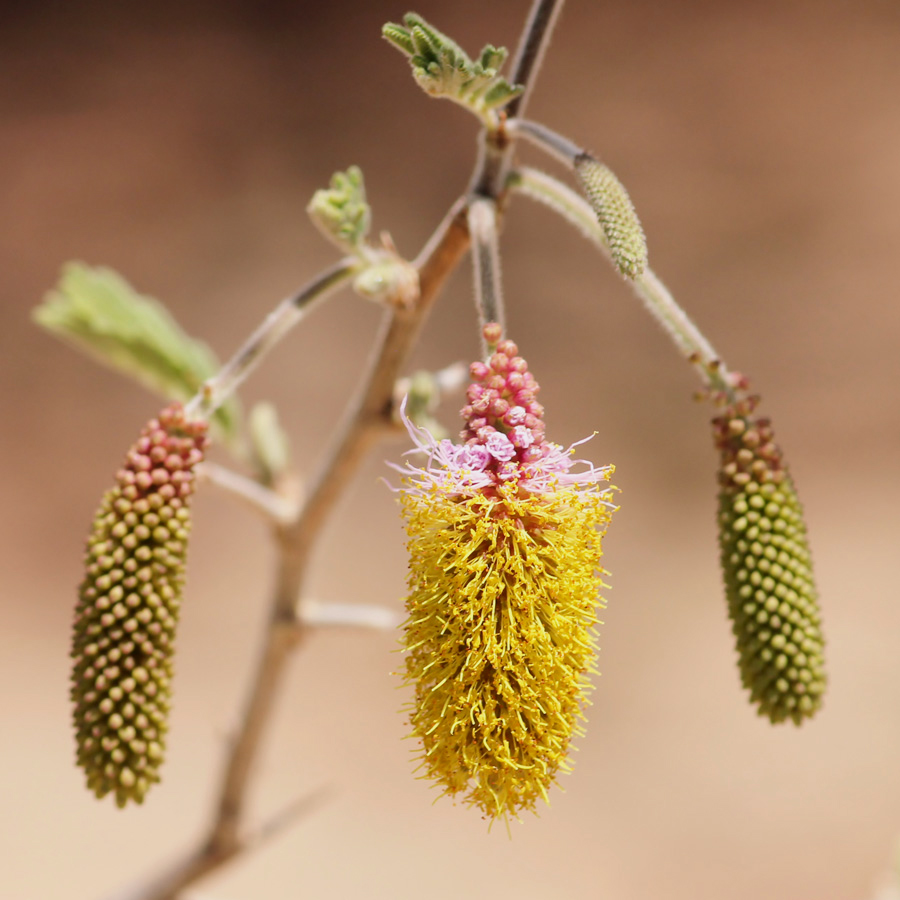 Dichrostachys cinerea