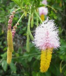 Dichrostachys cinerea
