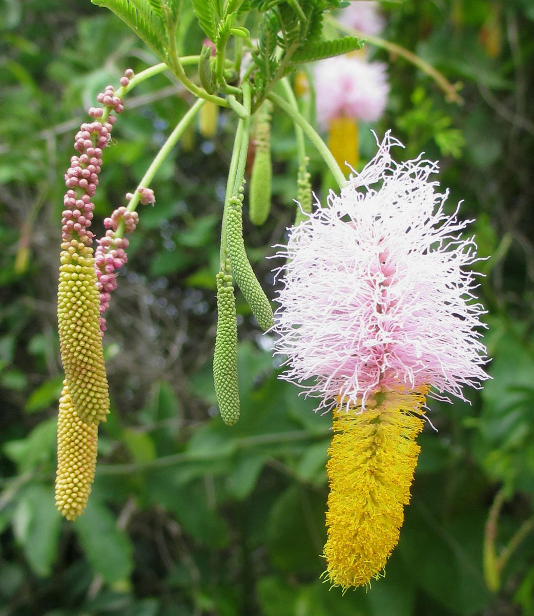 Dichrostachys cinerea