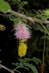 Dichrostachys cinerea