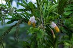 Dichrostachys cinerea