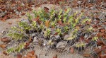 Euphorbia tortirama