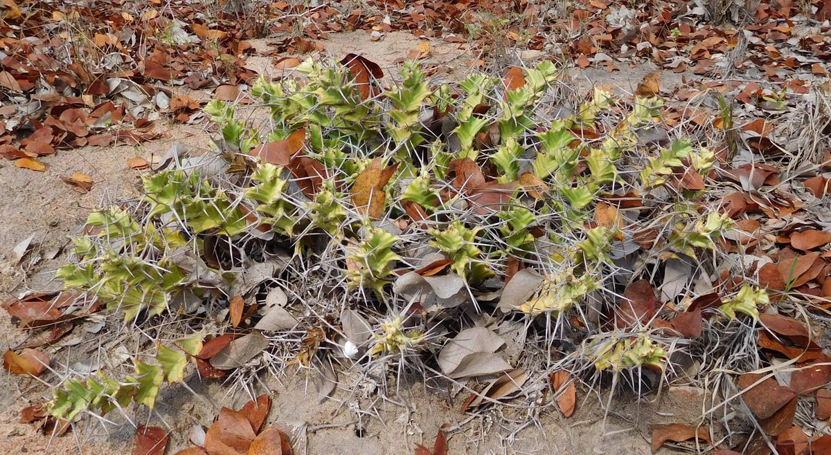 Euphorbia tortirama