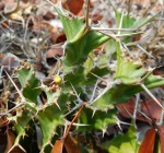 Euphorbia tortirama