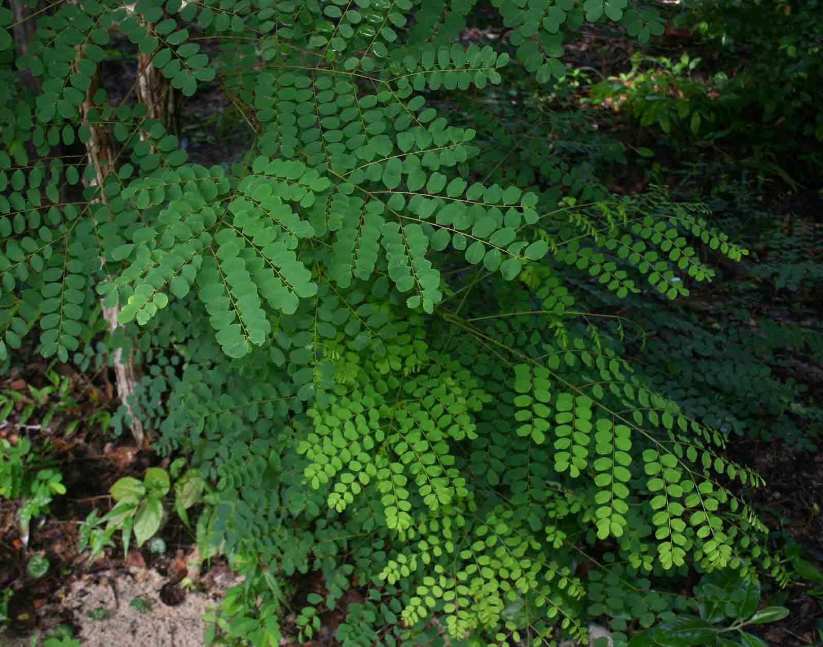 Amblygonocarpus andongensis