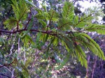 Newtonia buchananii