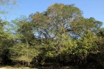 Newtonia hildebrandtii var. hildebrandtii