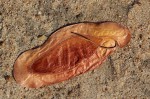 Newtonia hildebrandtii var. hildebrandtii