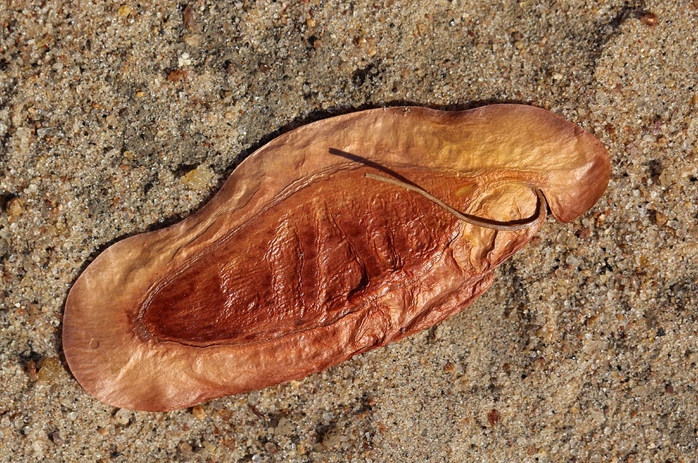 Newtonia hildebrandtii var. hildebrandtii