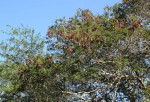 Newtonia hildebrandtii var. hildebrandtii